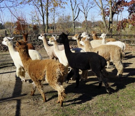 PLenty of Alpacas and other animals